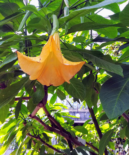 Brugmansia aurea , złota trąbka anioła 